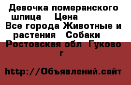 Девочка померанского шпица. › Цена ­ 40 000 - Все города Животные и растения » Собаки   . Ростовская обл.,Гуково г.